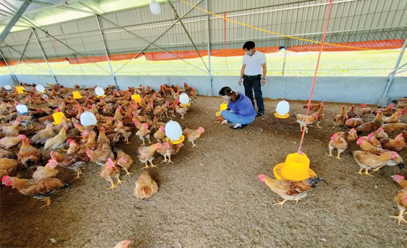 Cách làm đệm lót sinh học trong chăn nuôi
