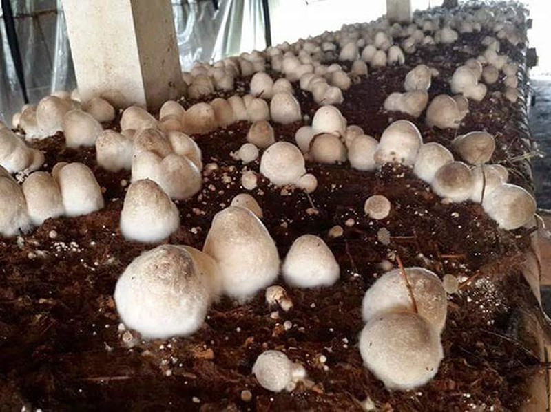 Trồng nấm bằng mùn cưa an toàn hiệu quả